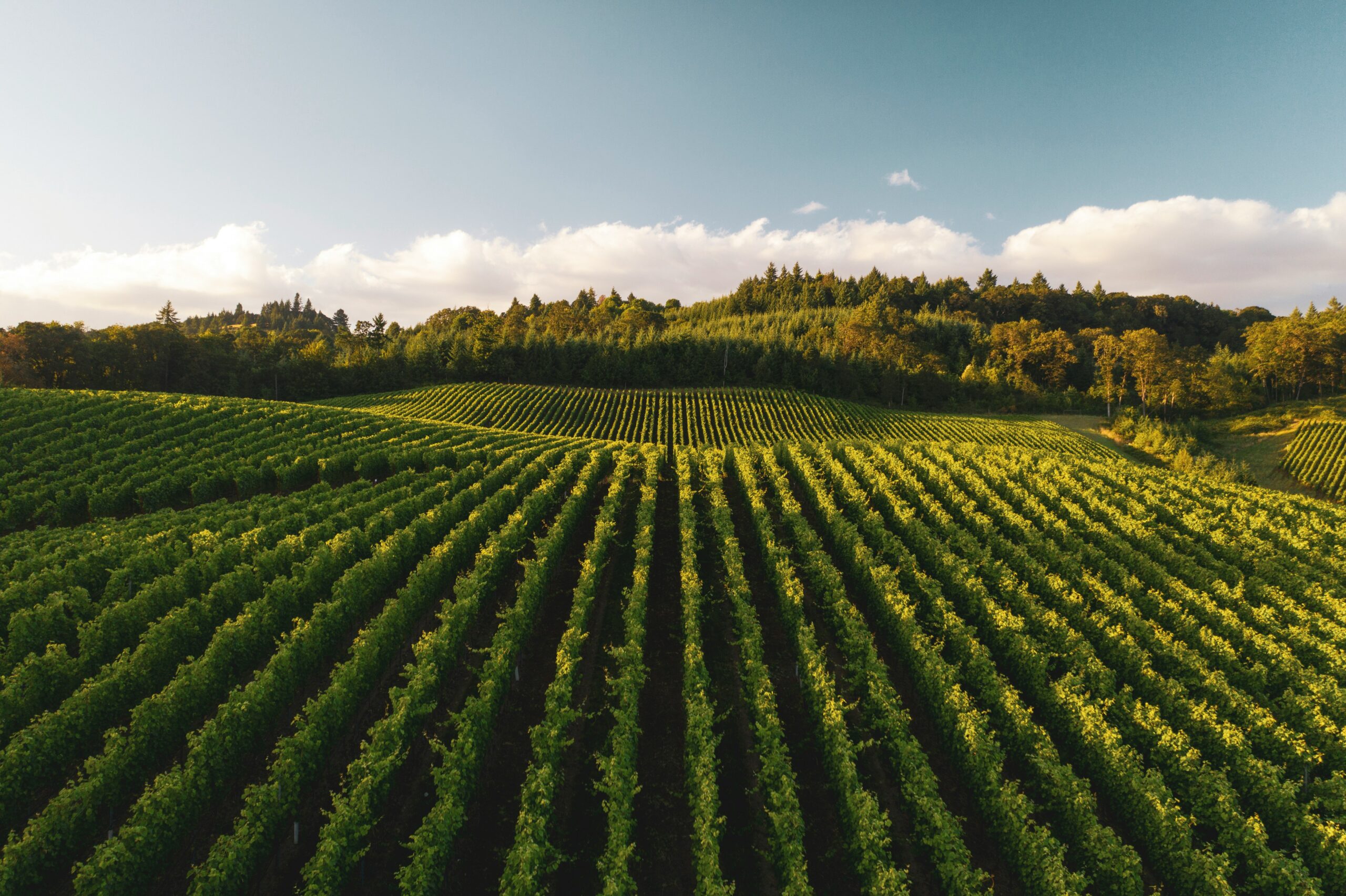 dan-meyers-agricoltura-unsplash