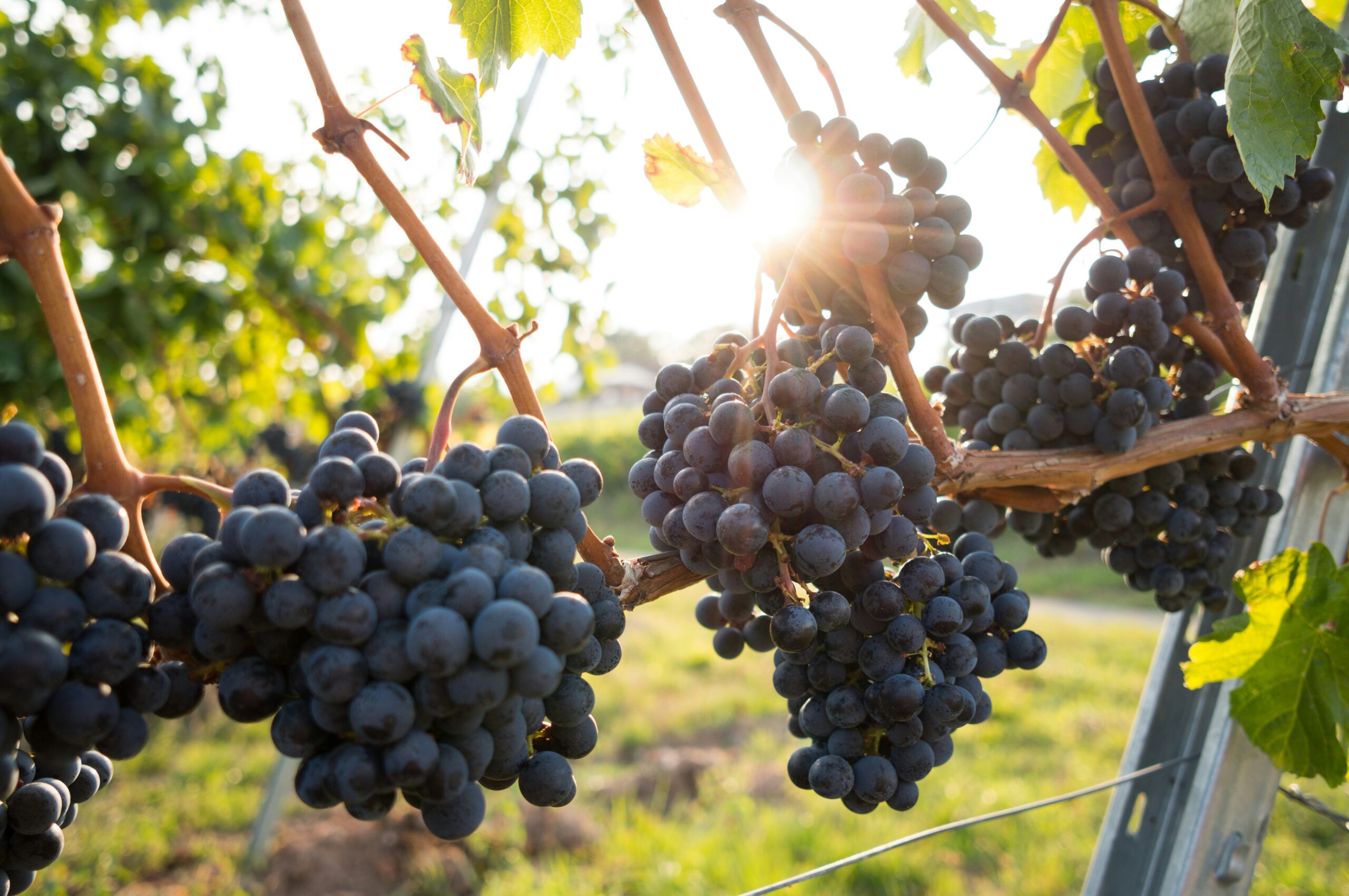 david-kohler-vigneti-unsplash