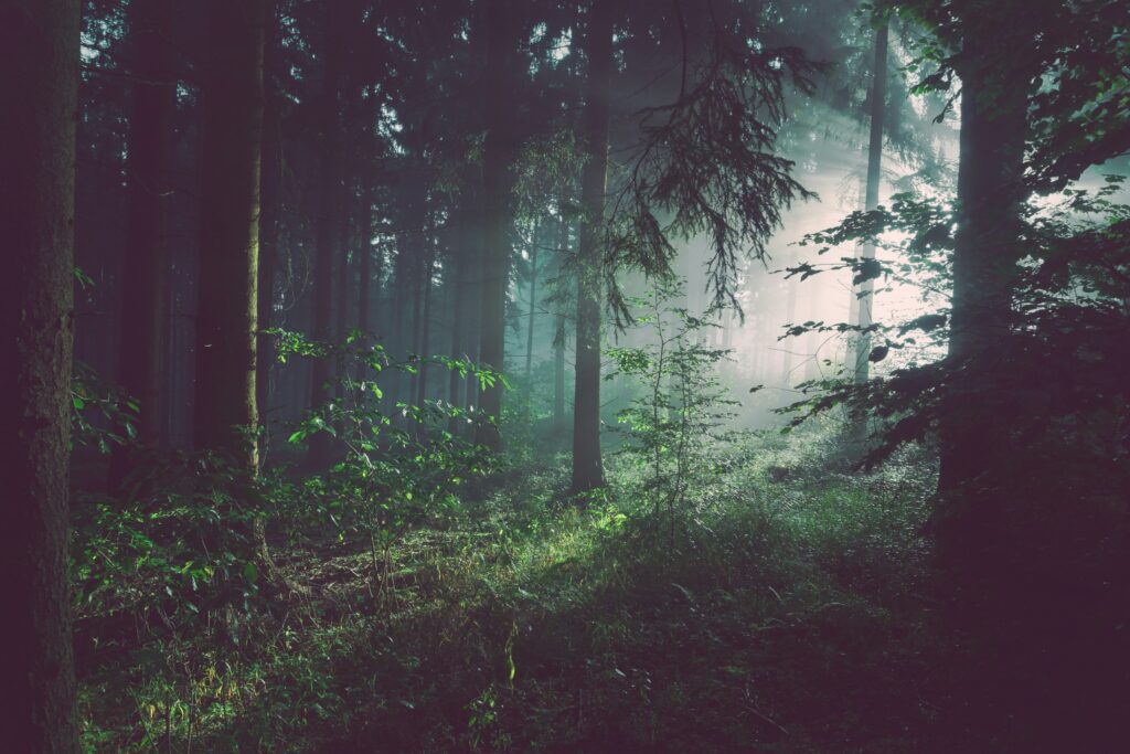 sebastian-unrau-foresta-unsplash