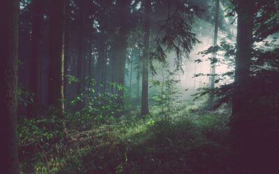 L’eredità green della Peste Nera