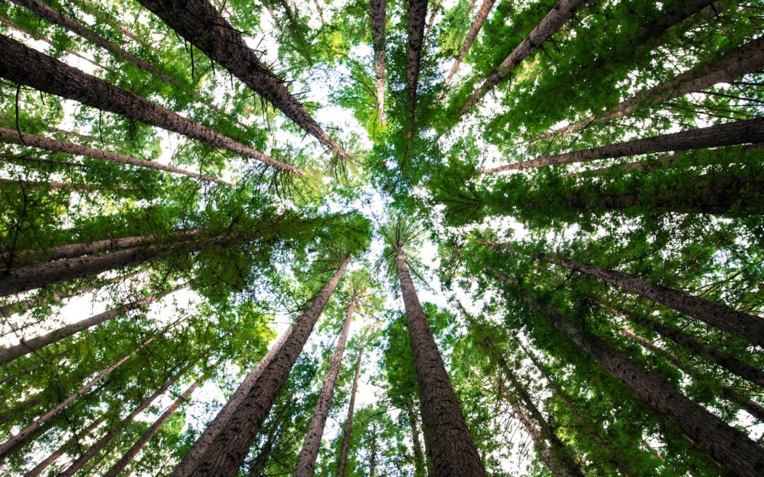 Le città italiane più verdi: Modena prima con 1,2 alberi per abitante