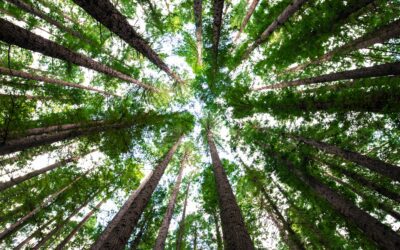 Le città italiane più verdi: Modena prima con 1,2 alberi per abitante