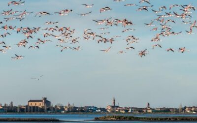 Spicca il volo il primo corso di birdwatching d’Italia che utilizza l’AI