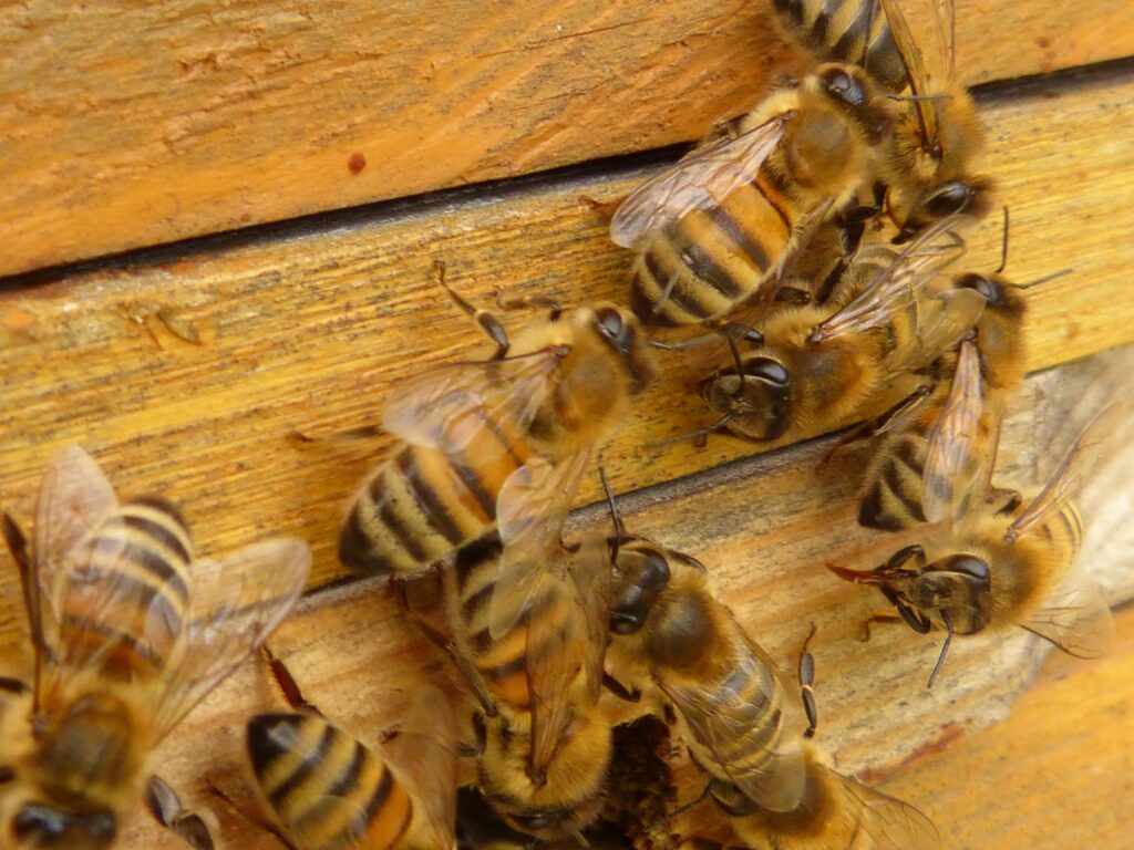 api_bees-honey-bees-apis-mellifera