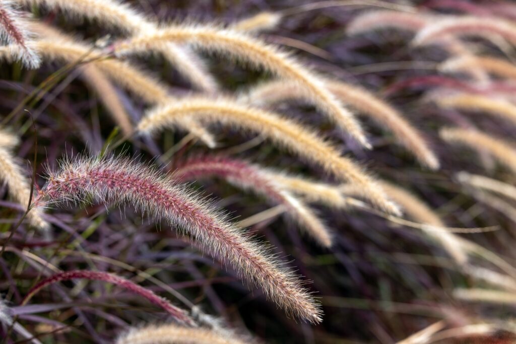 davidclode-grass-nuove piante