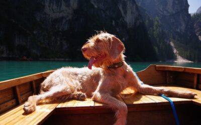 La guida per viaggiare pet friendly per l’Italia