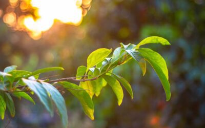 Agricoltura, con il caldo raccolti più scarsi e prezzi più alti