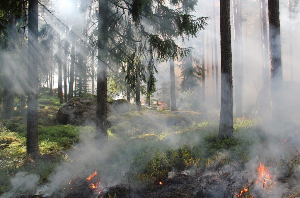 ylvers-the-ugly-swamp-incendio