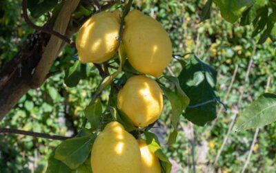Nasce Città  dei Limoni, la rete che tutela territori e filiere