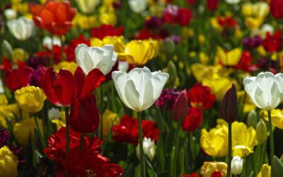 Fiori e piante made in Italy, l’export cresce del 5,1%