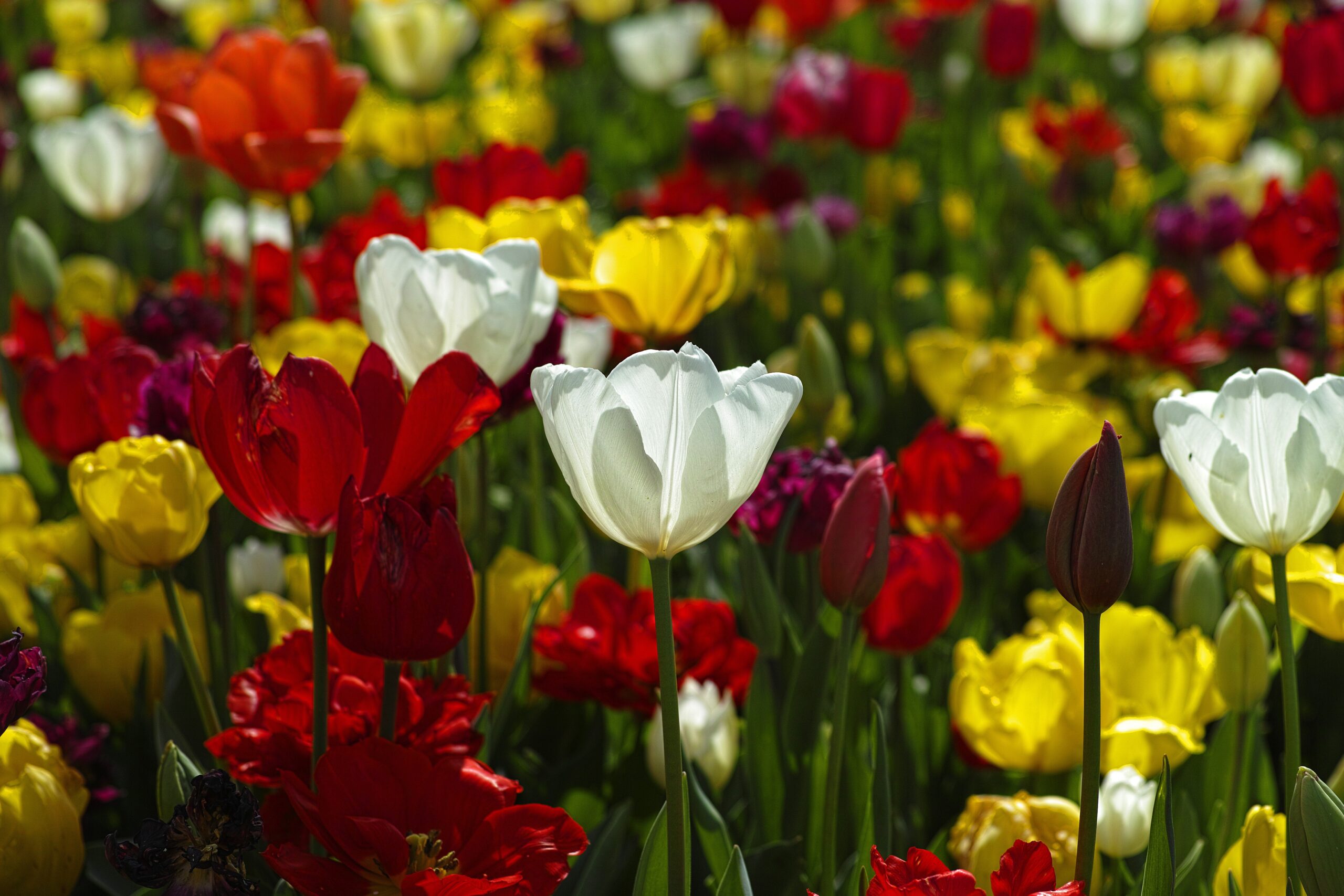 Il successo del florvivaismo in Italia a Greenitaly