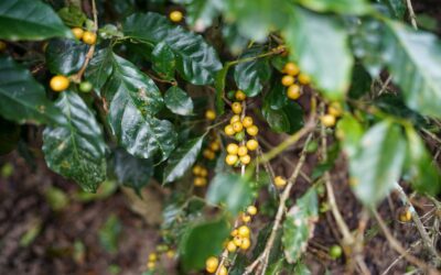 Il caffè diventa italiano anche nella coltivazione: primo raccolto a Palermo