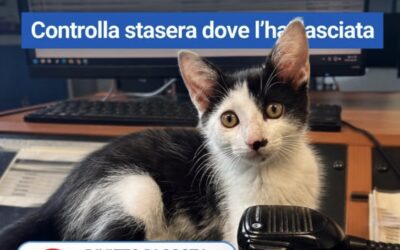Un gatto in Polizia Locale sensibilizza gli automobilisti sulla sicurezza stradale e conquista il web