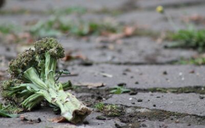 Scende lo spreco alimentare in Italia, ma il conto è di 6,6 miliardi